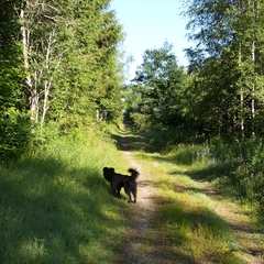 Urlaub im Schwarzwald (19)